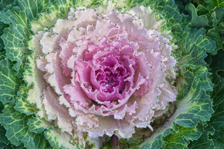 closeup of ornamental decorative cabbage in the garden, stock photoの写真素材