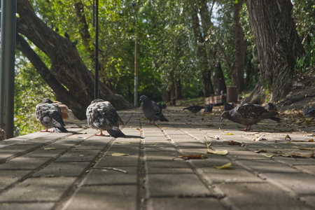 Pigeons in the park. Birds in the city park.の写真素材