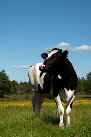 Black cow grazing in a fieldの写真素材