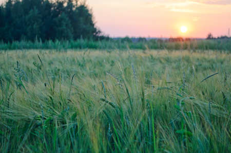 field with spikes in the sunset aremの写真素材