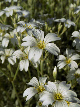 Baby's Breath White Flower Fieldの写真素材