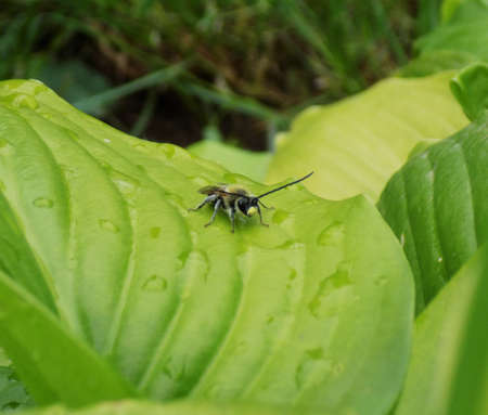 Bee on Leaf after Rainの写真素材