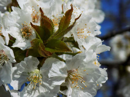 White Cherry Tree Flowers Blossomの写真素材