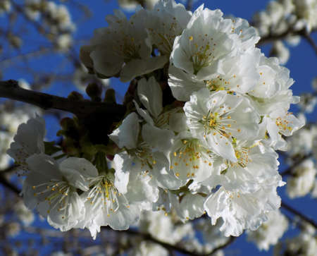 White Cherry Tree Flowers Blossomの写真素材