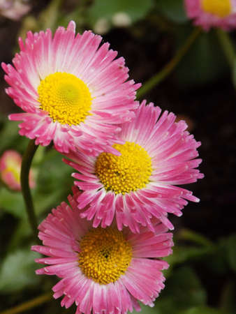Pink Common daisy Gardenの写真素材