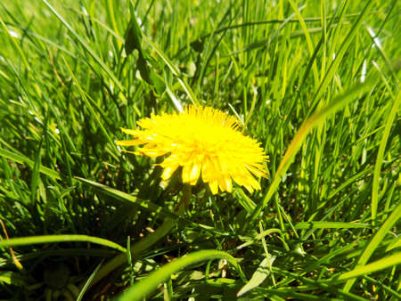 Common Dandelion Field Yellowの写真素材