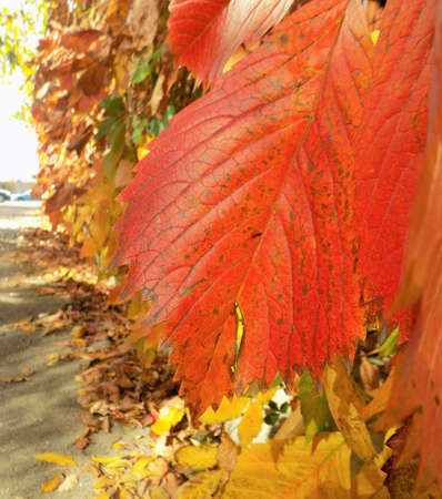 Fall Colors Autumn Foliage Leaf Crawling decorative Plant Fenceの写真素材