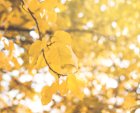 Autumn leaves. Autumn background.の写真素材