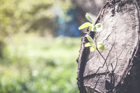 Young plant growing from old wood tree stump.の写真素材