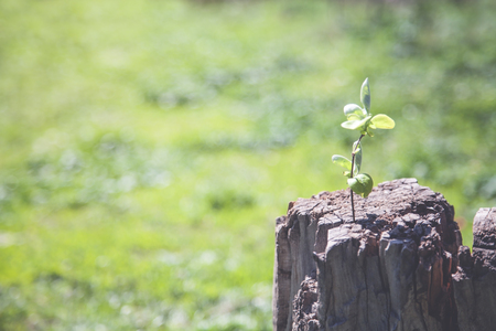Young plant growing from old wood tree stump.の写真素材
