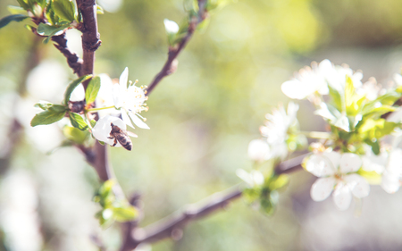 Bee collects nectar from the apple blossom.の写真素材