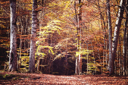 Scenic view of autumn landscape. Beautiful autumn forestの写真素材