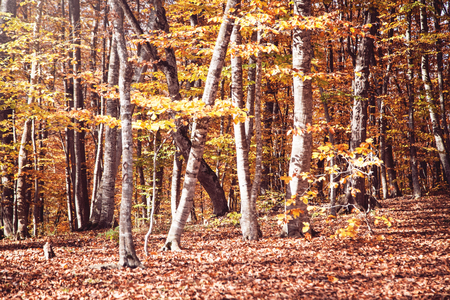 Scenic view of autumn landscape. Beautiful autumn forestの写真素材