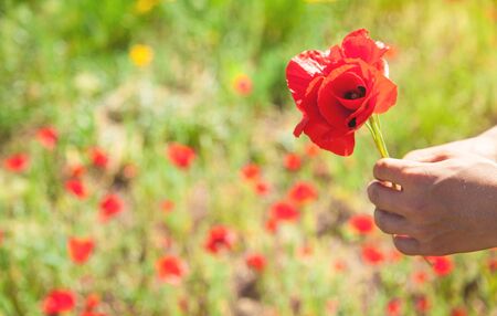 Man picking up red poppies. Poppy fieldの写真素材