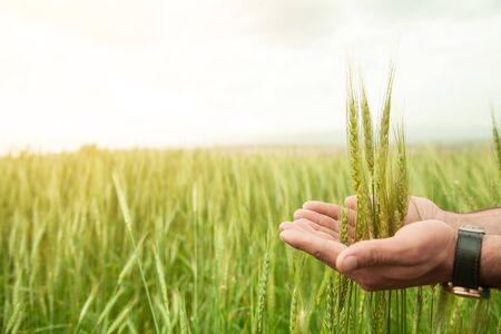 Beautiful view. Hand holding wheatの写真素材
