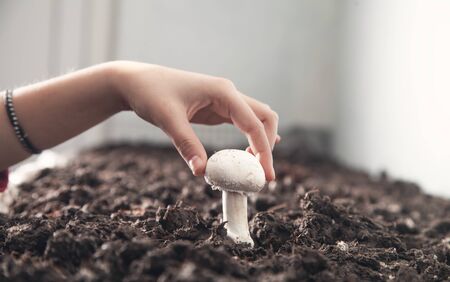 Hand holding mushroom champignon in farm.の写真素材
