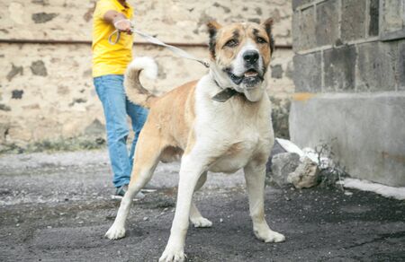 Portrait of a dog. Man and dogの写真素材