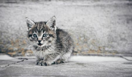 Portrait of a little kitten in outdoors.の写真素材