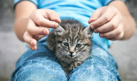 Little boy and cat in outdoors.の写真素材