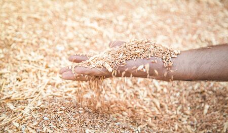 Male hand holding wheat grain.の写真素材