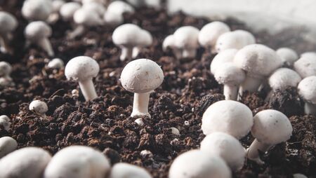 Delicious food. Mushrooms champignons in farm.の写真素材