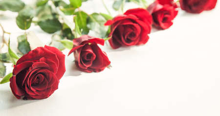 Red roses on white background.の写真素材
