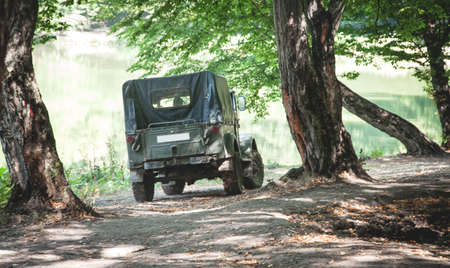 Car in the forest. Landscape with trees. Forest