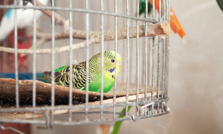 Beautiful parrot in a wire cage.の写真素材