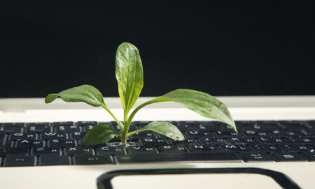 Green plant growing on computer keyboard.