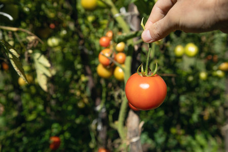 Hand holding fresh tomato in field.の写真素材