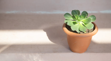 Beautiful home flowers on a pot.の写真素材