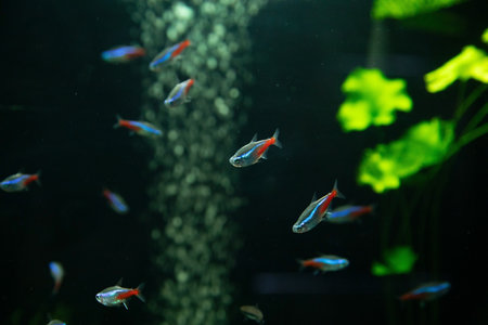 Fish in aquarium. beautiful fishの写真素材