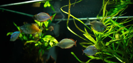 Fish in aquarium. beautiful fish