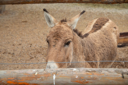 Portrait of donkey at the zoo.の写真素材