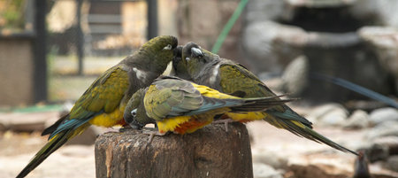 Beautiful bird in a zoo. Animal. Wildlife