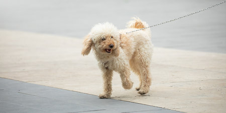 Beautiful dog walking in the city.