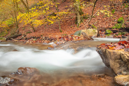 Creek with water flowing in autumn.の写真素材