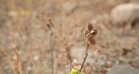 Prickly wild plant in nature.の写真素材