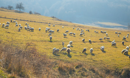 A sheeps in the field in autumn time.の写真素材