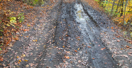 Dirty ground road in the forest.の写真素材