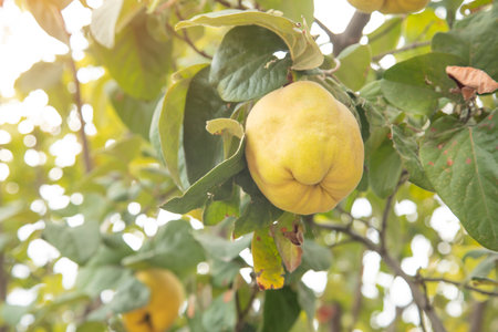 Fresh ripe quince fruits on branch.の写真素材
