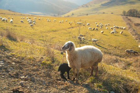 A sheeps in the field in autumn time.の写真素材