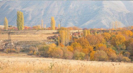 Beautiful view of different trees in autumn.の写真素材