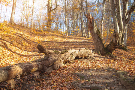 Cutting tree in forest autumn time.の写真素材