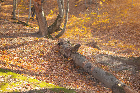 Cutting tree in forest autumn time.の写真素材