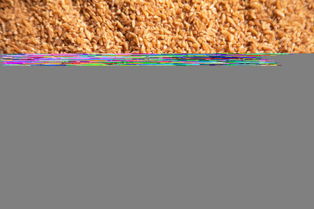Closeup view of barley seeds.の写真素材