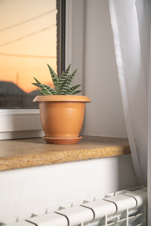 Plant in a pot on the windowsill.の写真素材