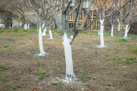 Trees in spring time. Whitewashing. Protection of treesの写真素材