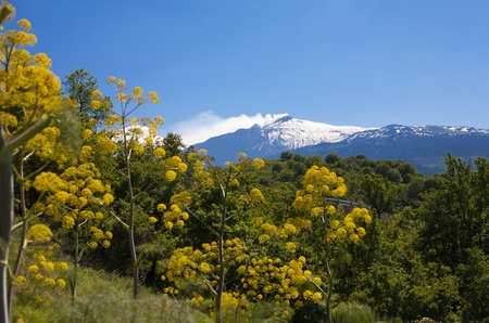 Beautiful landscape of the Etna vulcan with yellow flowers in the front.の写真素材