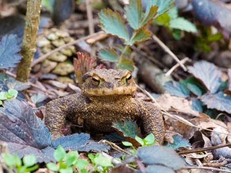 Brown frog Rana temporaria in the natureの写真素材
